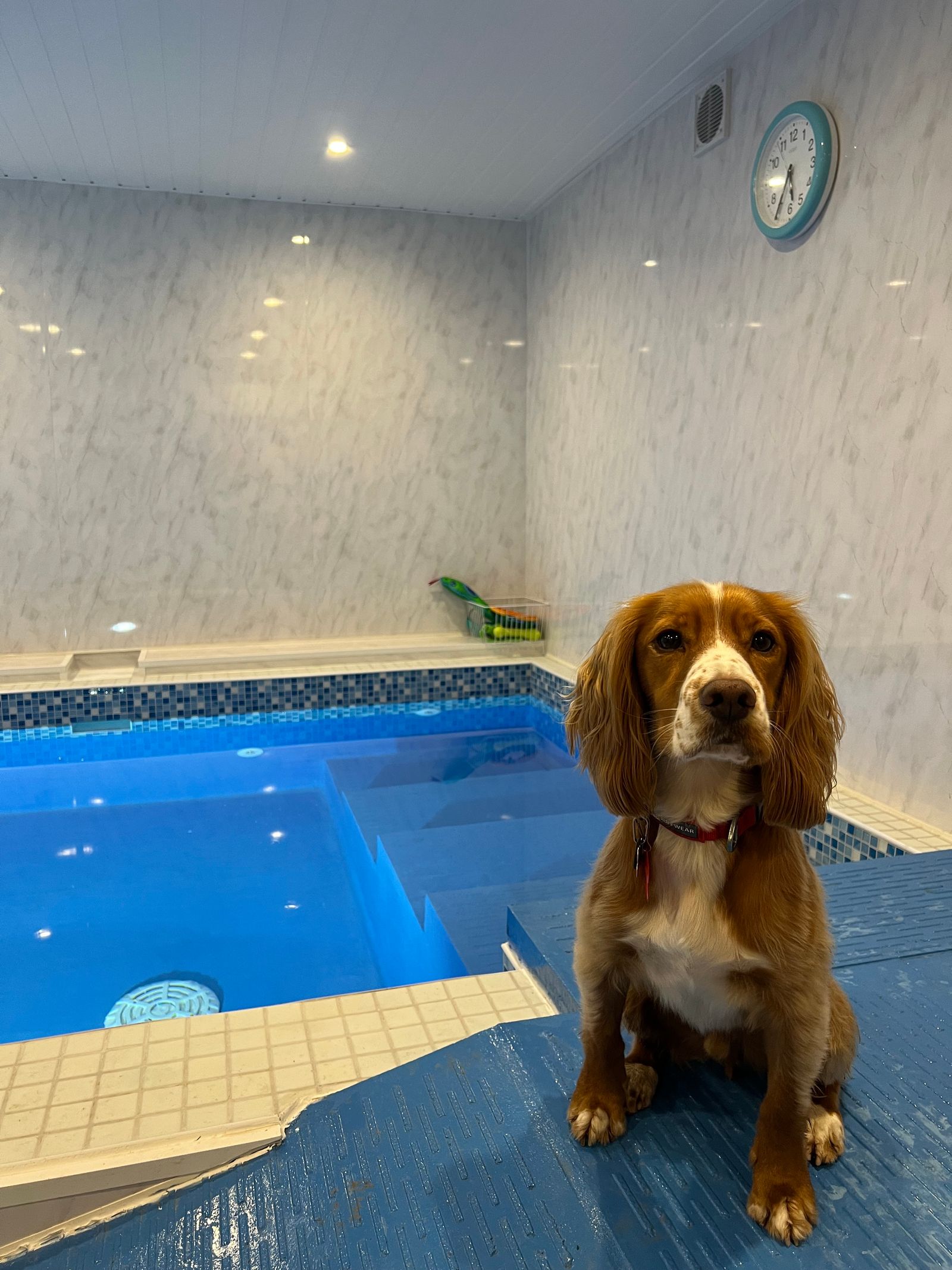 A Cocker Spaniel sitting on the edge of a dog hydrotherapy pool.